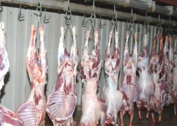 حملات تفتيشية لعدد من مسالخ الأبقار بأم درمان