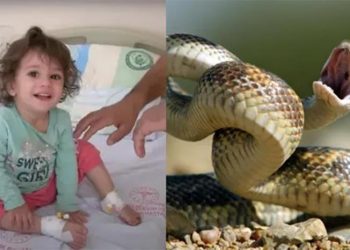 طفلة تعض أفعى سامة وتقتلها .