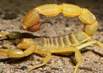 بسبب الفيضان..العقارب تحاصر توتي