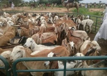 برعاية دقلو تطعيم “100” الف راس من الماشية بولاية جنوب دارفور