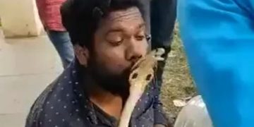 رجل يحاول تقبيل ثعبان كوبرا.. ويجد  الرد  الفوري