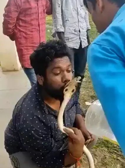 رجل يحاول تقبيل ثعبان كوبرا.. ويجد الرد الفوري
