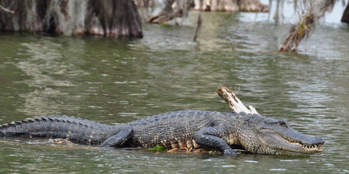 تمساح يعيد جثة طفل لاسرتة