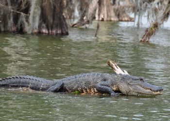 تمساح يعيد جثة طفل لاسرتة