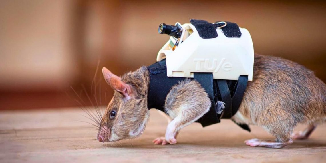 فئران لإنقاذ ضحايا الزلال بتركيا