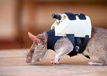 فئران لإنقاذ ضحايا الزلال بتركيا