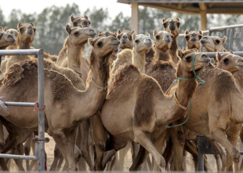 ضباط في الجيش يؤيدون قرار حميدتي بشأن وقف الصادرات السودانية إلى مصر