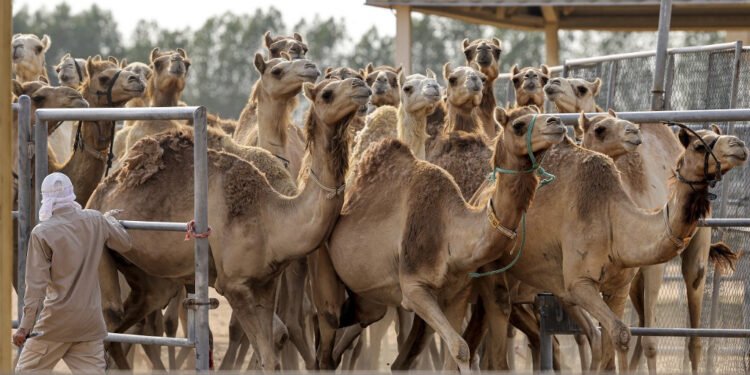 ضباط في الجيش يؤيدون قرار حميدتي بشأن وقف الصادرات السودانية إلى مصر
