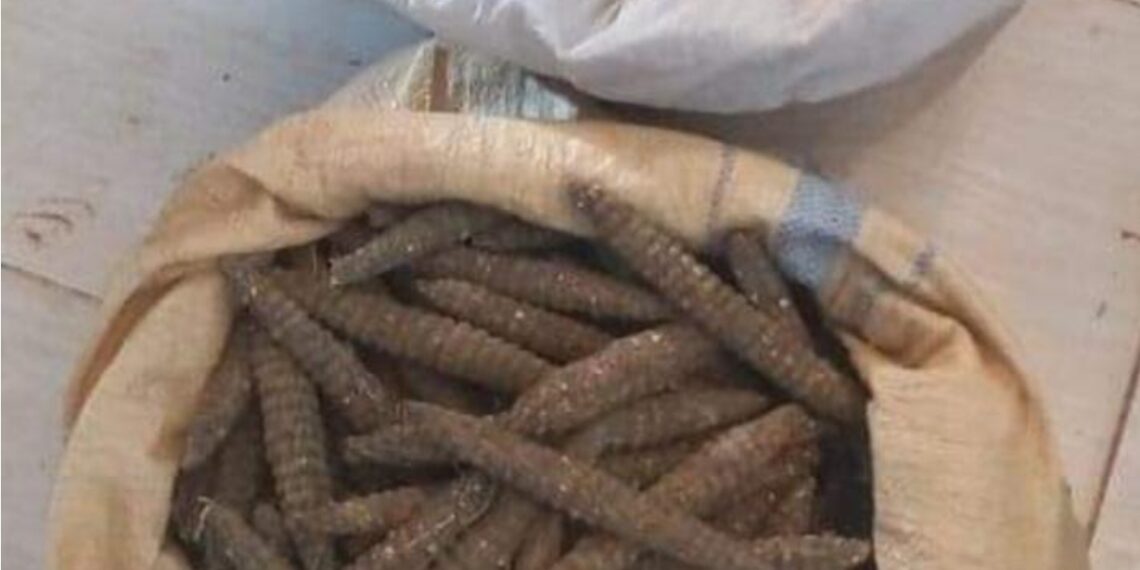 قيادي فلولي يتدخل لإطلاق سراح متهم بحيازة مخدرات في نهر النيل