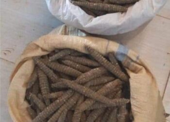 قيادي فلولي يتدخل لإطلاق سراح متهم بحيازة مخدرات في نهر النيل